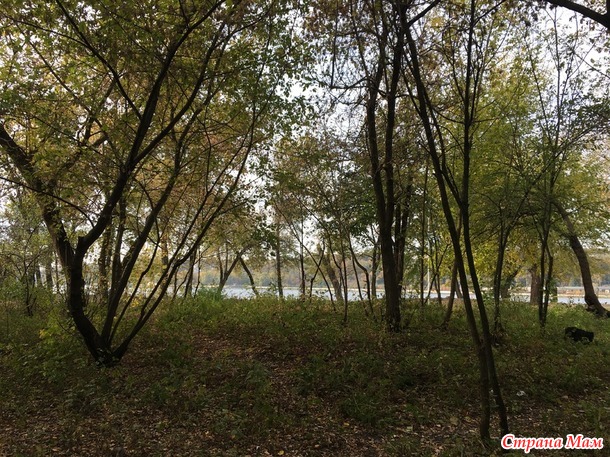 Съедобные и несъедобные грибы в городском парке