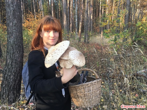ГРИБЫ МАСЛЯТА И ГРИБЫ ЗОНТИКИ В ОКТЯБРЕ