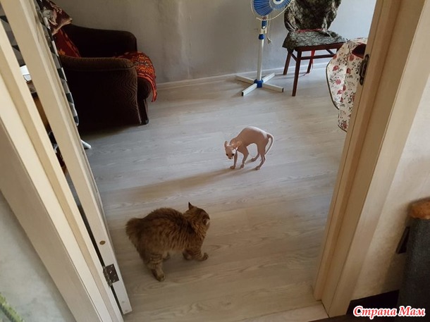Наши кошки