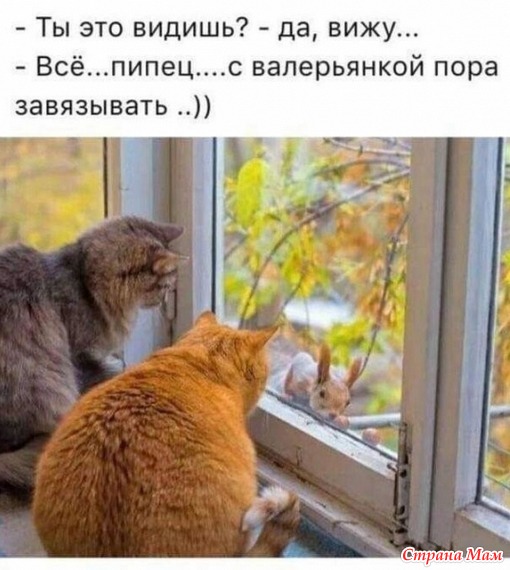 Котоюмор - 9