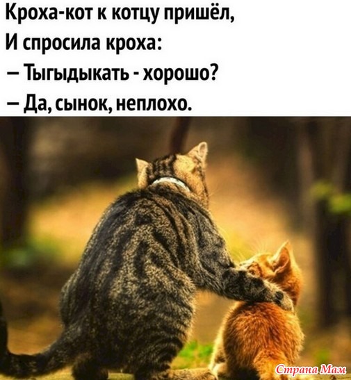 Котоюмор - 9
