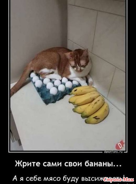 Котоюмор - 9