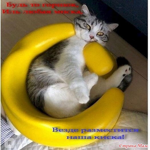 Жизнь кошачья. 17