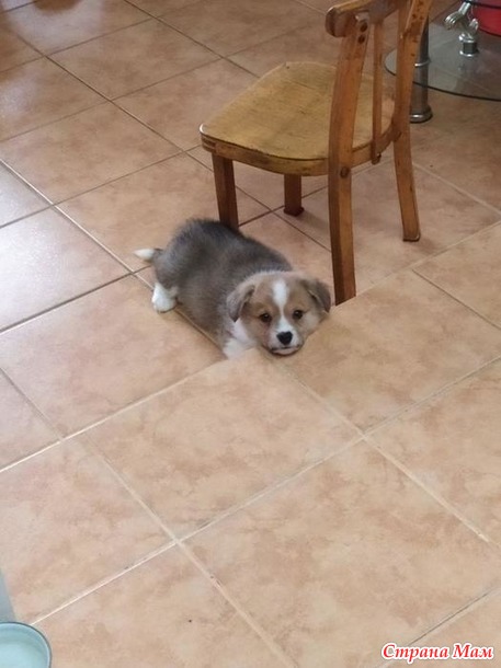 Коржик
