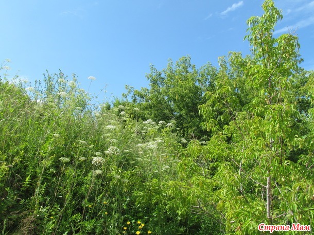 Лысая гора
