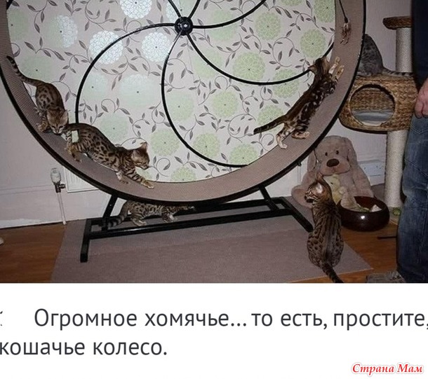 Лучшие товары для Ваших любимцев! Порадуйте своих котиков уникальными товарами!