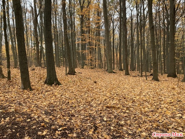 Уходящая осень...