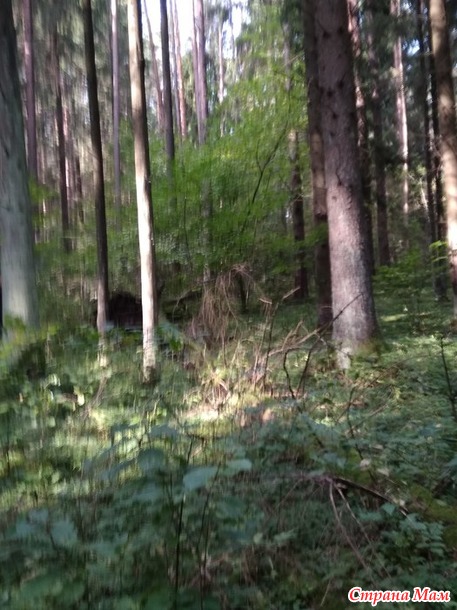 Прогулка в осеннем лесу.