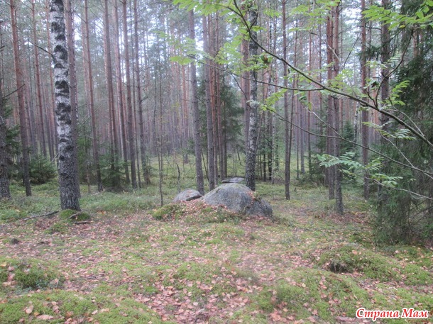 Прогулка в осеннем лесу.
