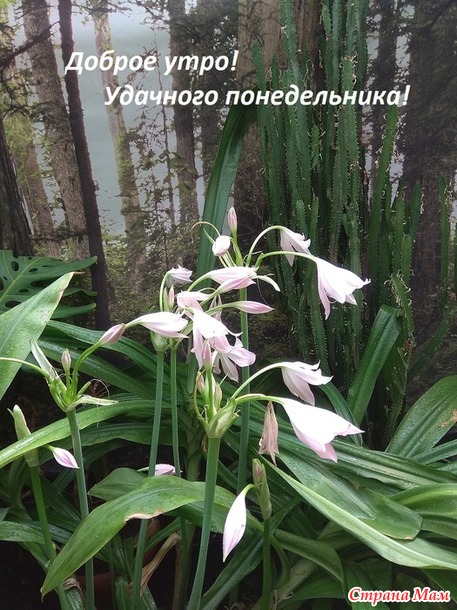 Хвастливая неделька 33.