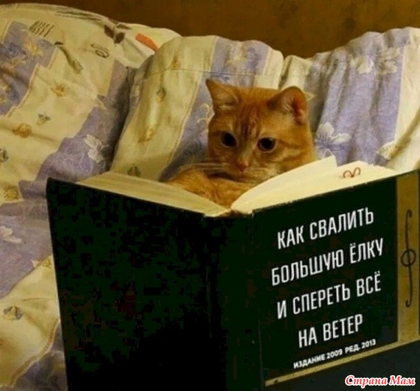Кот и Новый Год - 3