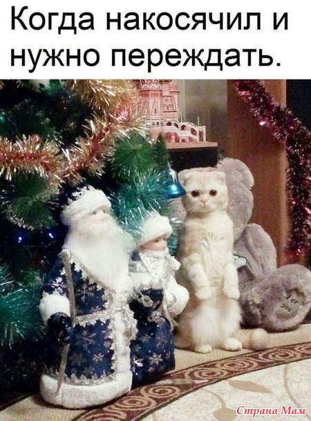 Кот и Новый Год - 3