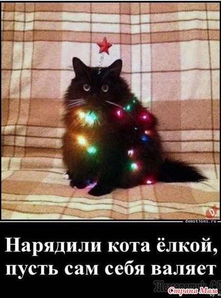 Кот и Новый Год - 3