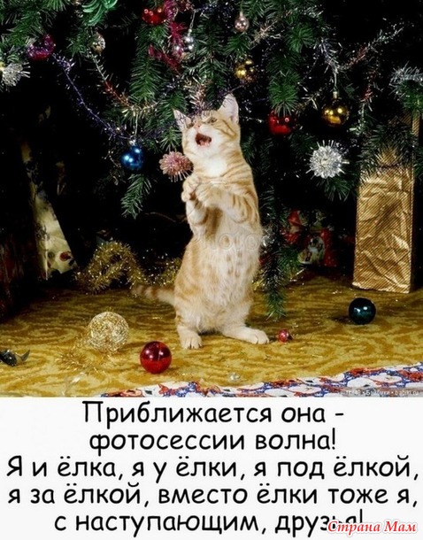 Кот и Новый Год - 3
