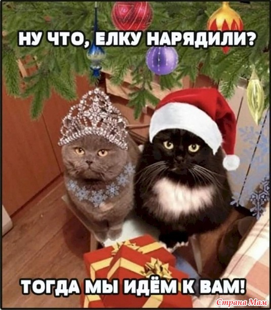 Кот и Новый Год - 3