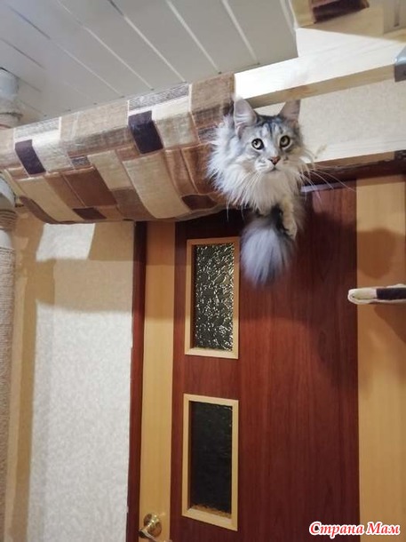 Кун Филя и кот Рич)