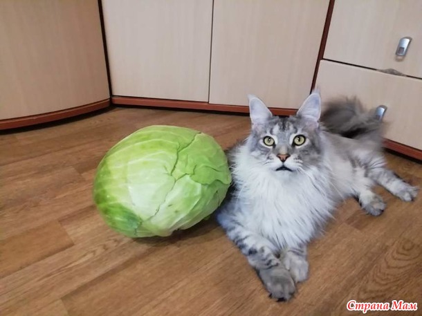 Кун Филя и кот Рич)