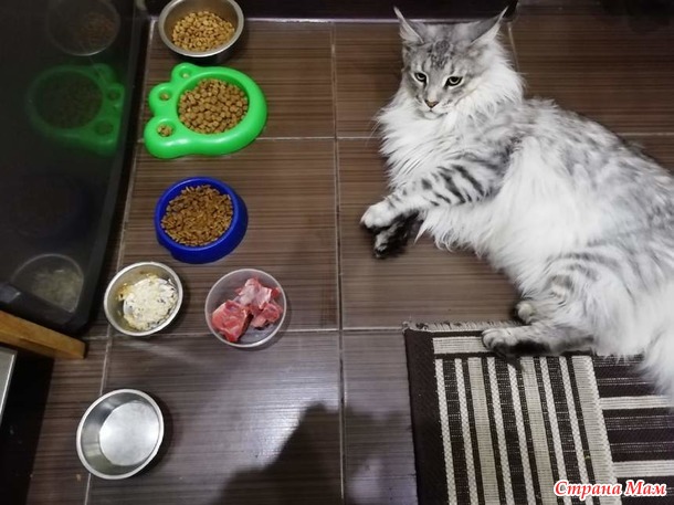 Кун Филя и кот Рич)