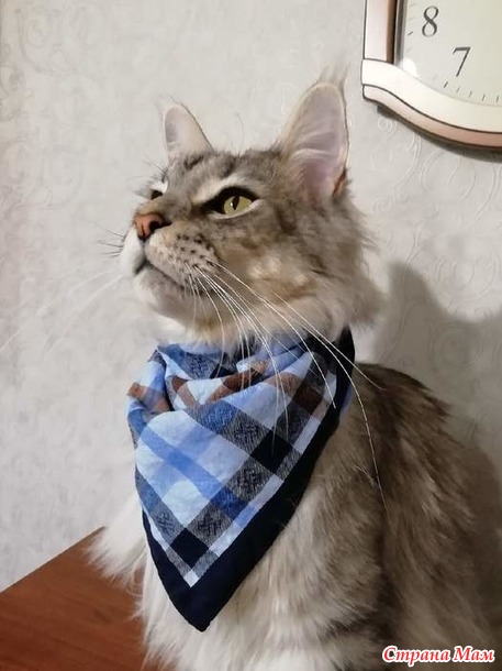 Кун Филя и кот Рич)
