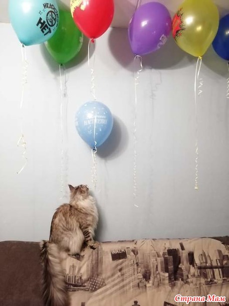 Кун Филя и кот Рич)
