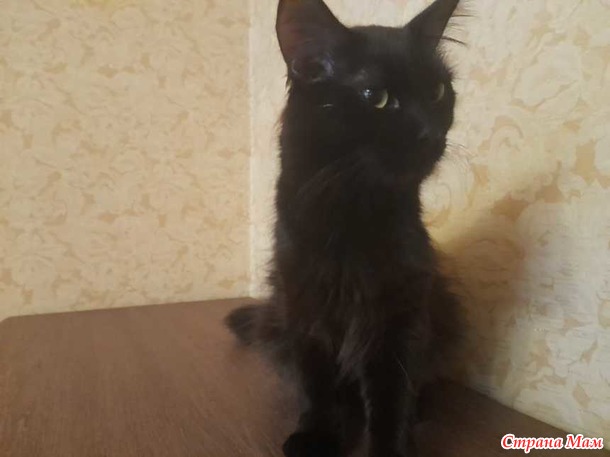 Игра престолов. Кто рано встаёт...