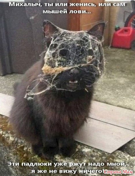 Котоюмор - 12