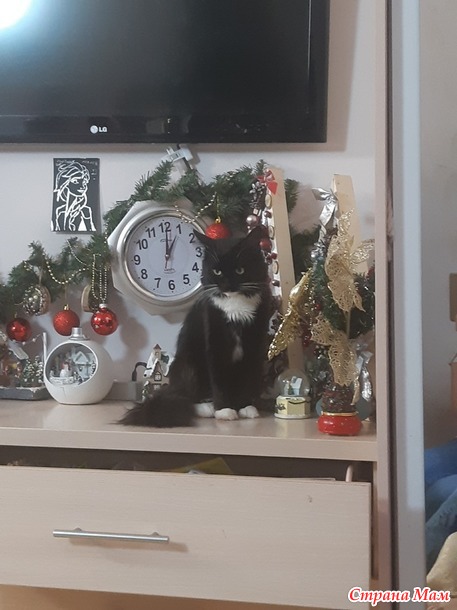 Что делать с котом?
