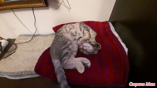 Сшила лежанку для маленькой помощницы.