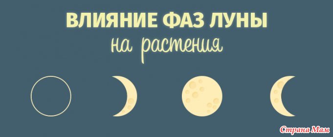 Фаза луны растения. Фазы Луны и растения. Влияние Луны. Растущая Луна и растения. Влияние лунных фаз на рост растений.