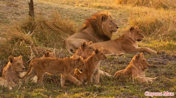 Львы — величественные кошки Африки
