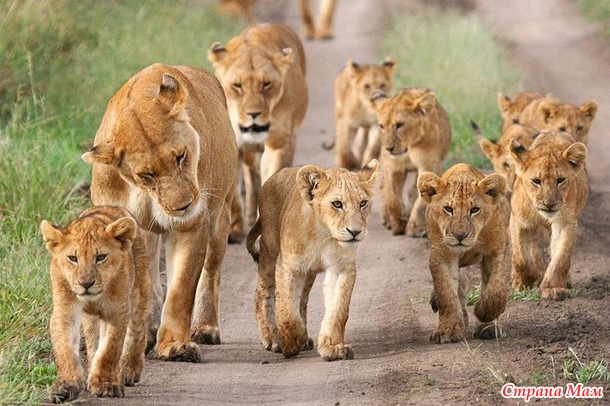Львы — величественные кошки Африки
