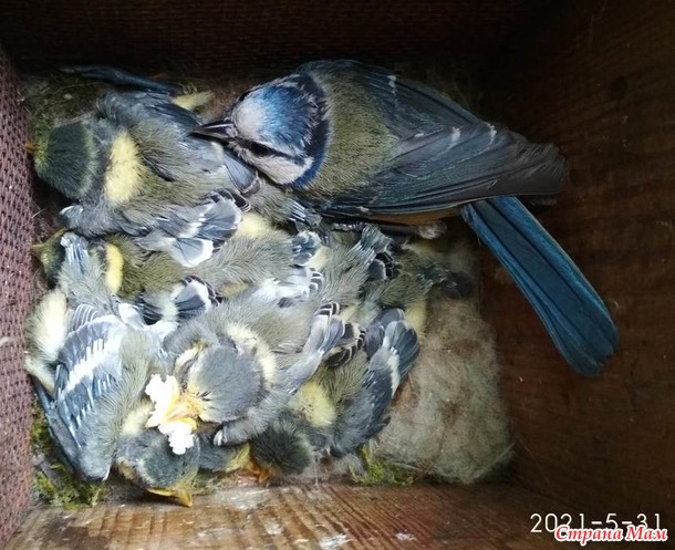 Синички и птенцы 2021. МНОГО ФОТО