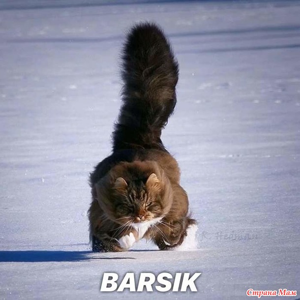 BARSIK.