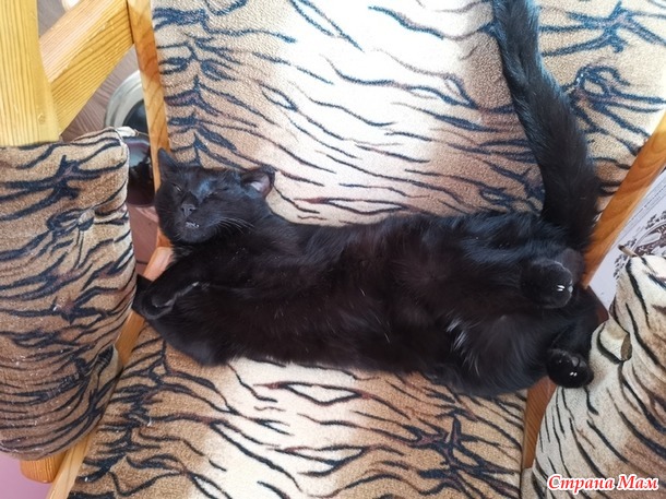 Мои животины)