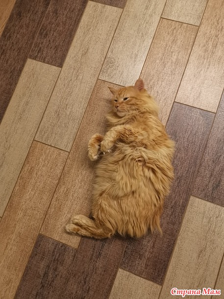 Мои животины)