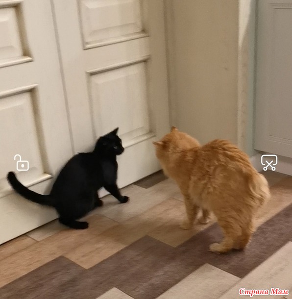 Мои животины)