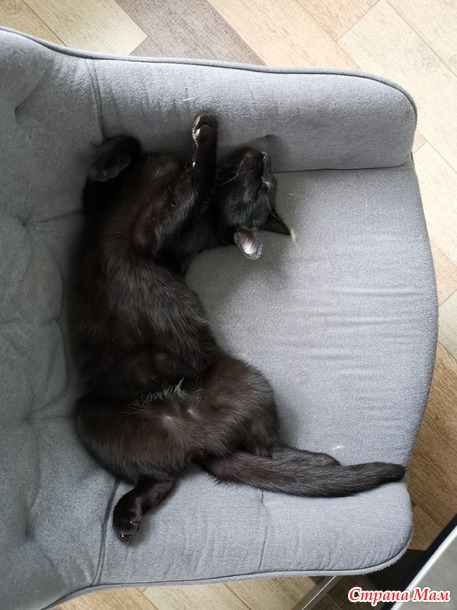 Мои животины)