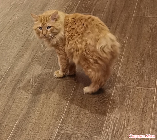 Мои животины)