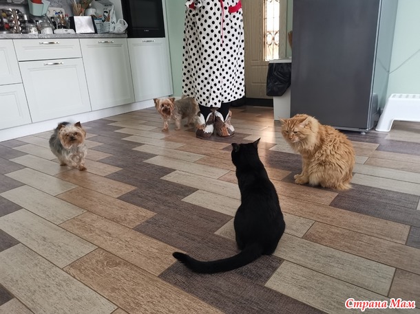 Мои животины)