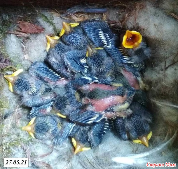 Синички и птенцы 2021. МНОГО ФОТО