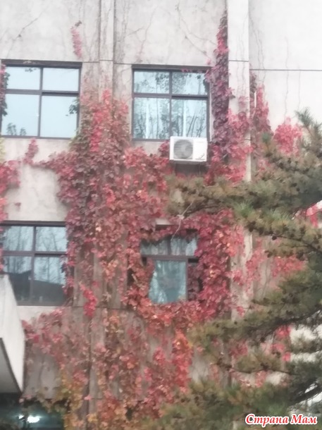 В поисках кизильника...