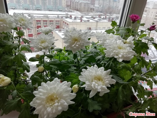 Ноябрь - время цветения хризантем!