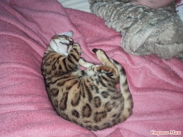 У меня бенгальский кот!