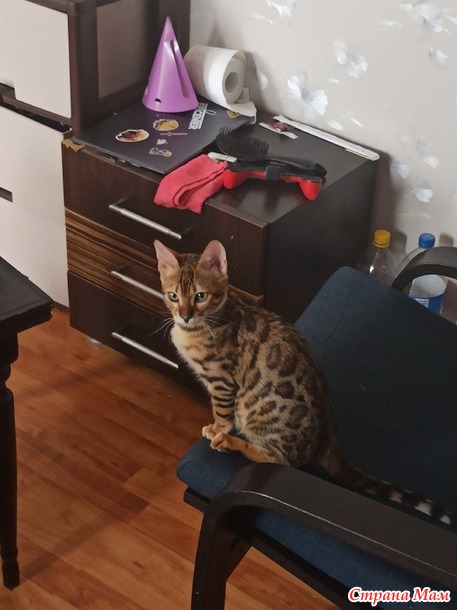 У меня бенгальский кот!