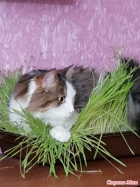Гнездование кошек.