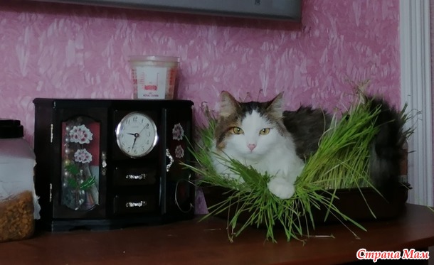 Гнездование кошек.