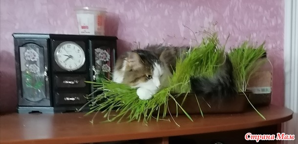Гнездование кошек.