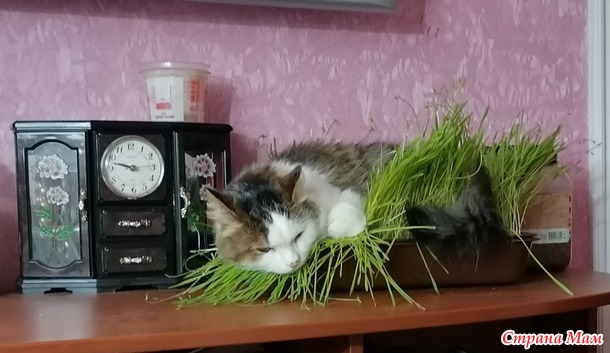 Гнездование кошек.