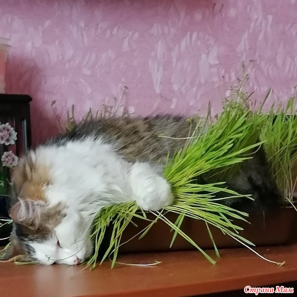 Гнездование кошек.