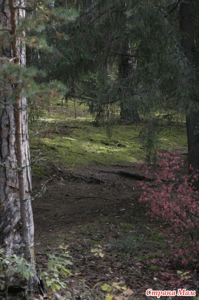 Осенний лес